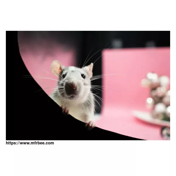 Sure Fire Rodent Control Sydney