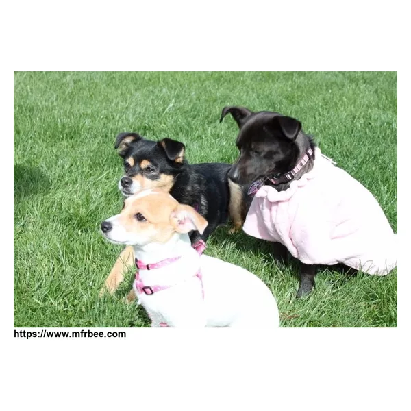306814-M Artificial Grass Mat for PET supplier