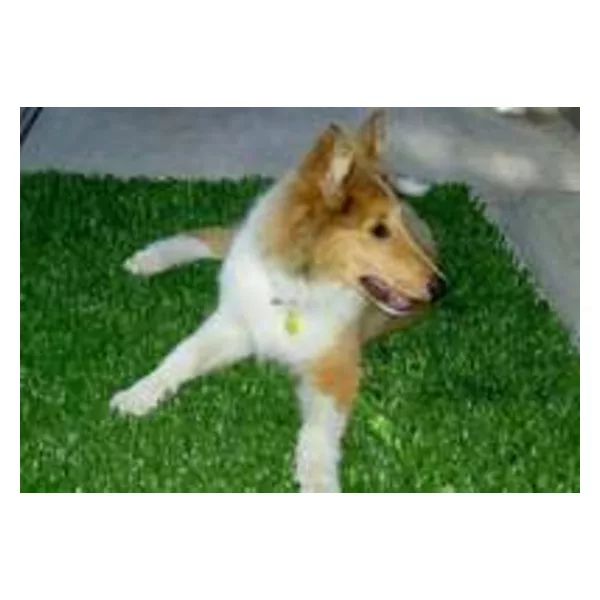 Why choose golden moon artificial turf?