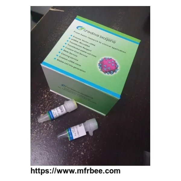 Human PATE4 adenoviral particles