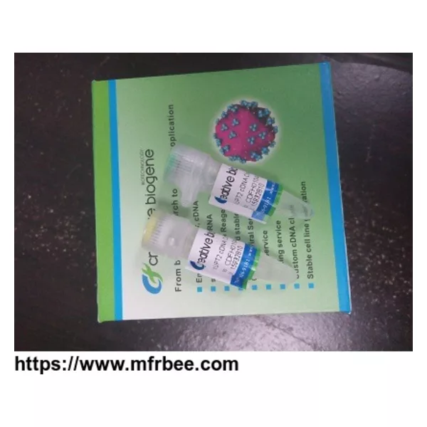Human PARP4 adenoviral particles