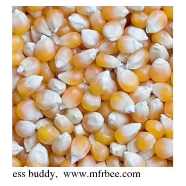 Yellow Corn