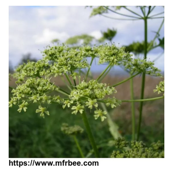Angelica Dahurica Oil