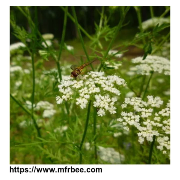 Carrot Seed Oil