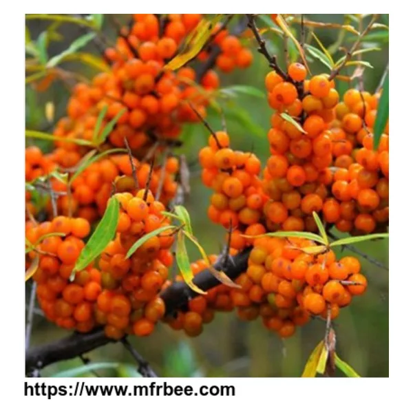 Seabuckthorn Seed Oil