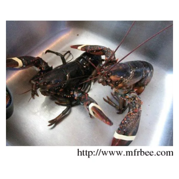 live canadian lobster