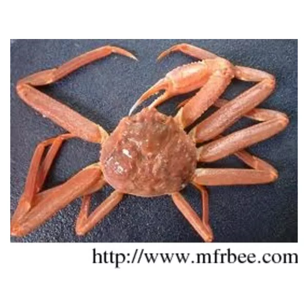 live snow crab