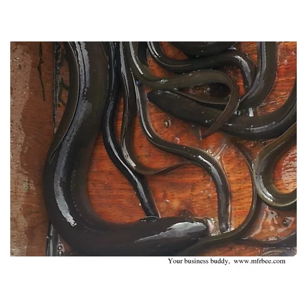 live eel (anguilla rostrata)