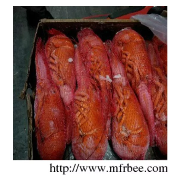 frozen cooked lobster (netted)
