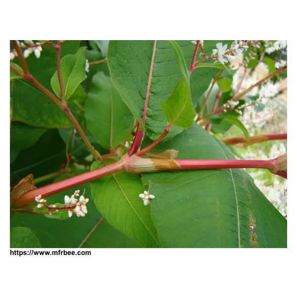 Resveratrol