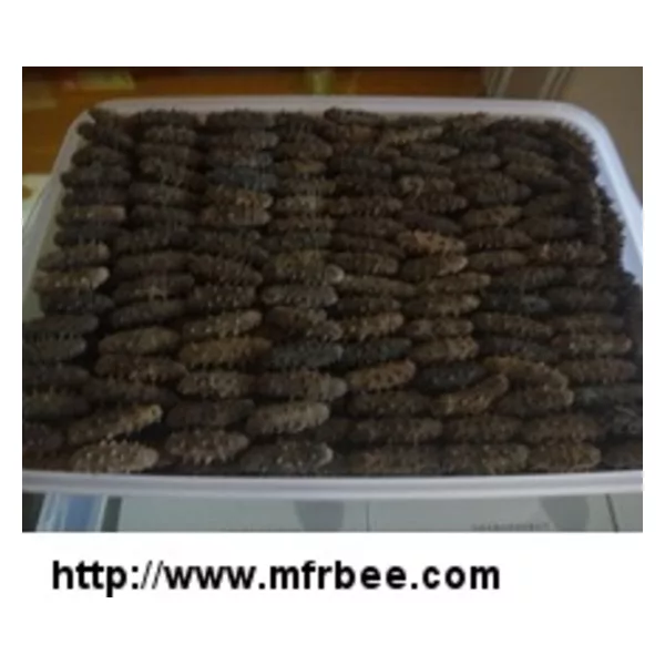 Dried Sea Cucumber For Sale