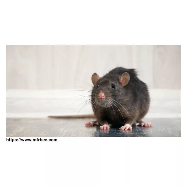 Sure Fire Rodent Control Perth