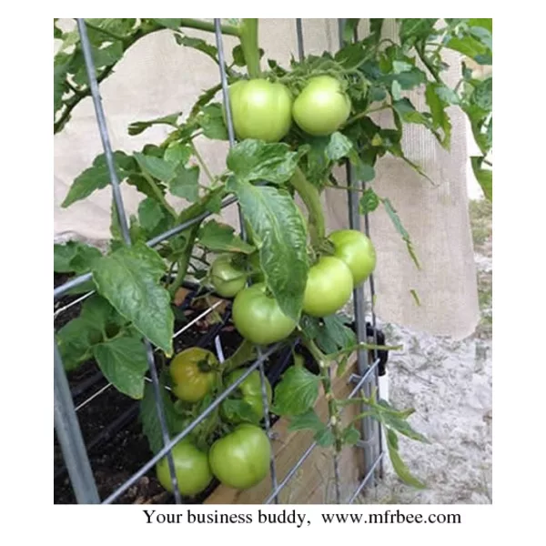 Triangular Tomato Cages