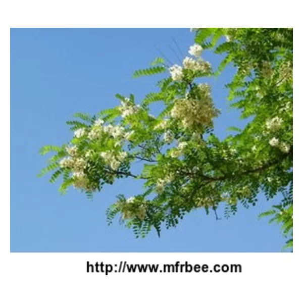 Sophora Japonica Extract