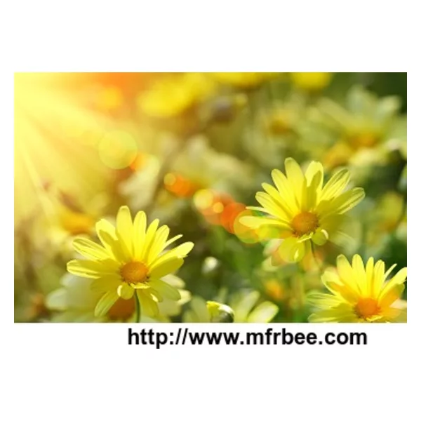 Wild Chrysanthemum Extract
