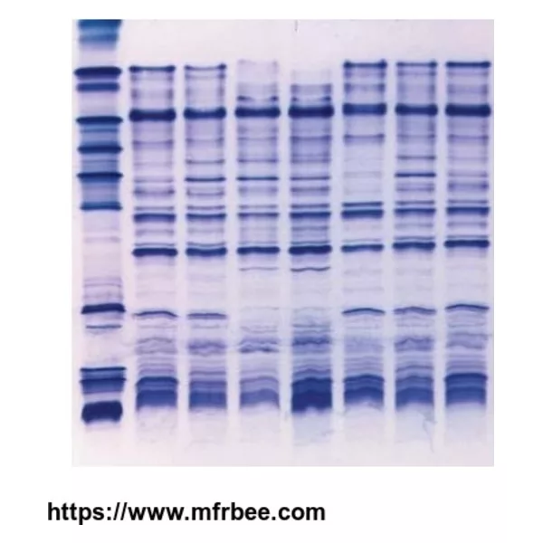 Isoelectric Focusing Horizontal Gels pH3-10, 125mm x 150um