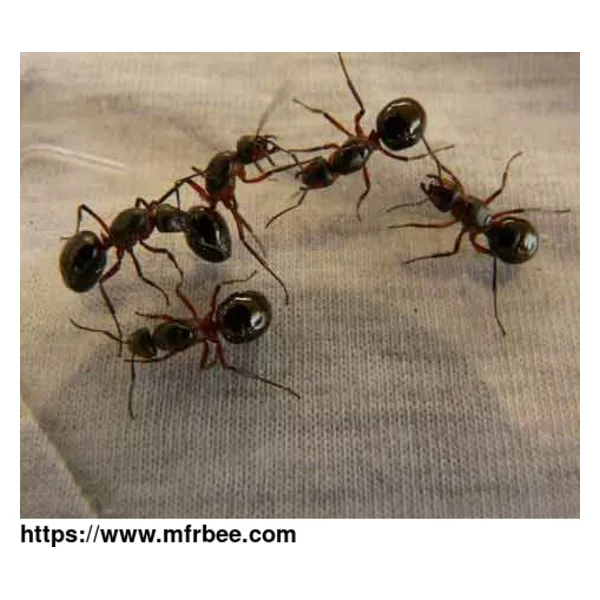 Ants Control Adelaide