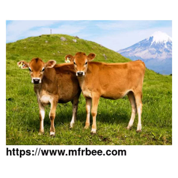 Hydrolyzed Bovine Collagen