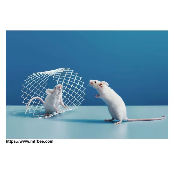 Pest Patrol Mice Control Brisbane
