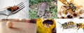 Masters Pest Control