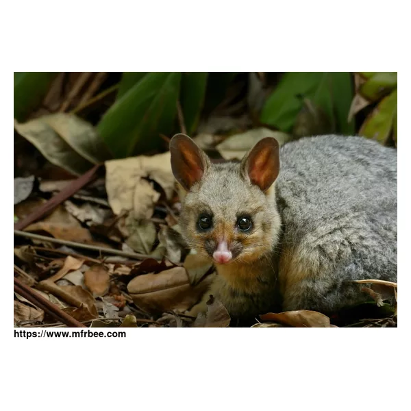 Pest Patrol Possum Removal Sydney