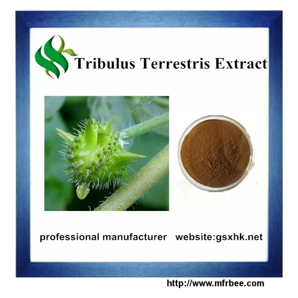 High Quality Tribulus Terrestris Extract
