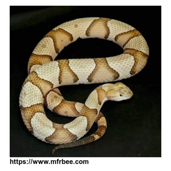 Agkistrodon contortrix Venom