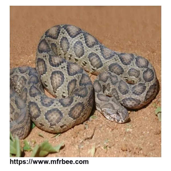 Buy Snake venom of Daboia russelii online