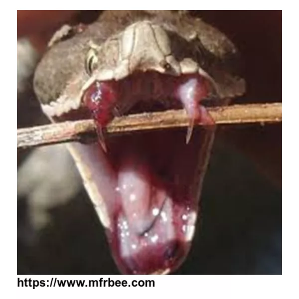Buy Snake venom of Vipera aspis Online