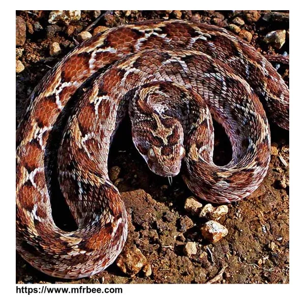 Saw-scaled viper snake (Echis carinatus)