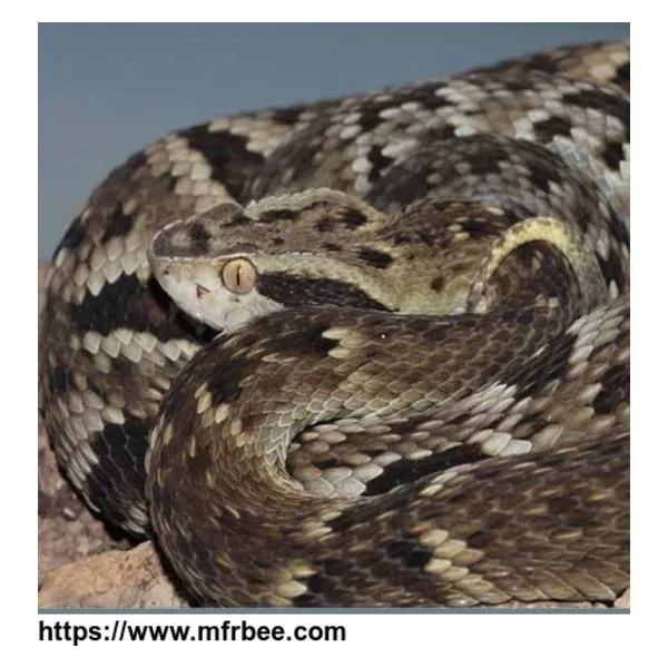 Snake venom of Bothrops jararaca