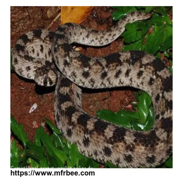 Snake venom of Echis ocellatus