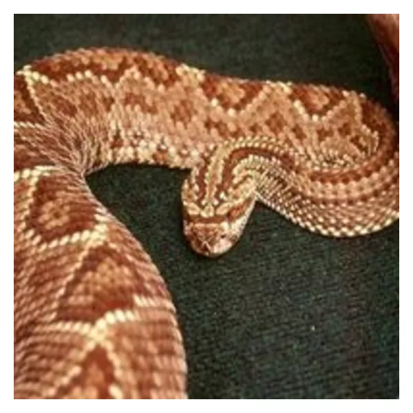 Snake venom of Crotalus durissus terrificus
