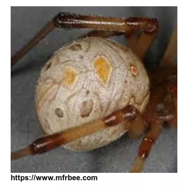 Spider venom of Latrodectus pallidus