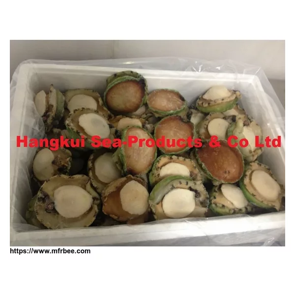 Live African/Atlantic Abalones (Haliotis midae)
