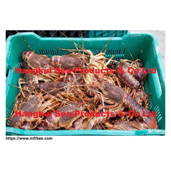Live West Coast Rock Lobsters (Jasus lalandii)