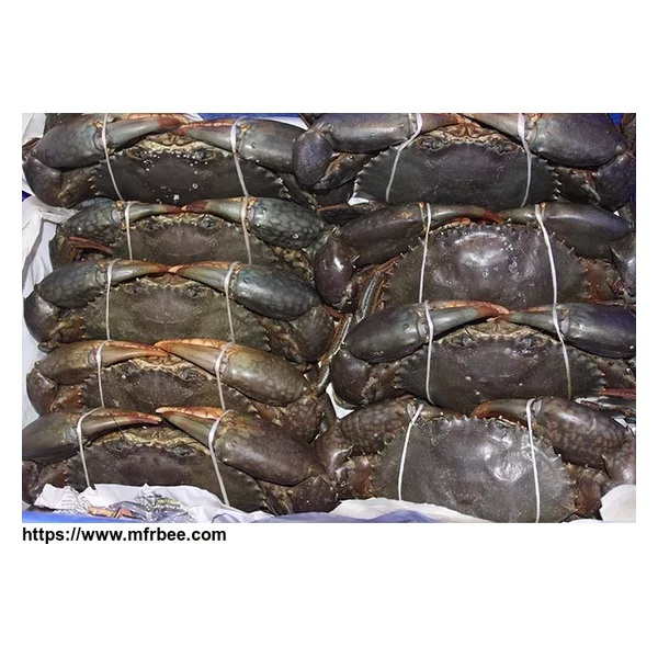 Live African Mud Crabs (Scylla serrata)