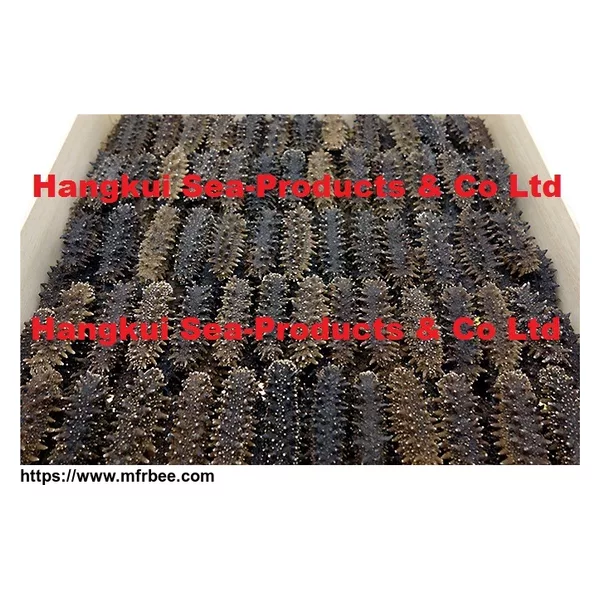Dried Sea Cucumbers (Spiky)