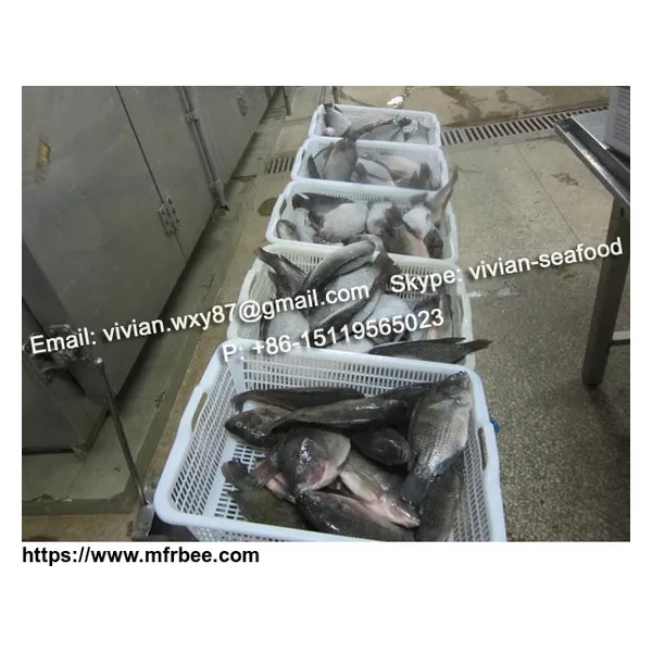 China Frozen Black Tilapia Fish (Oreochromis Niloticus)