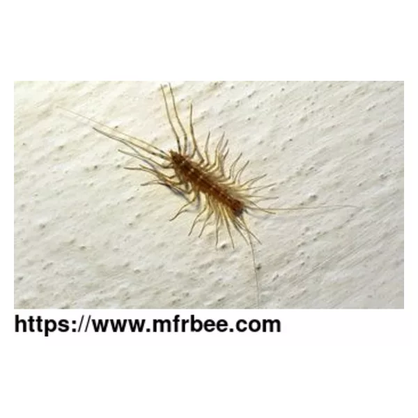 Pest Ban - Pest Control Sydney