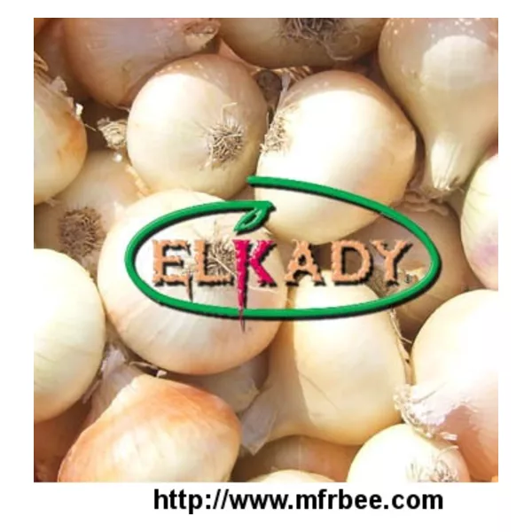 Fresh Onion