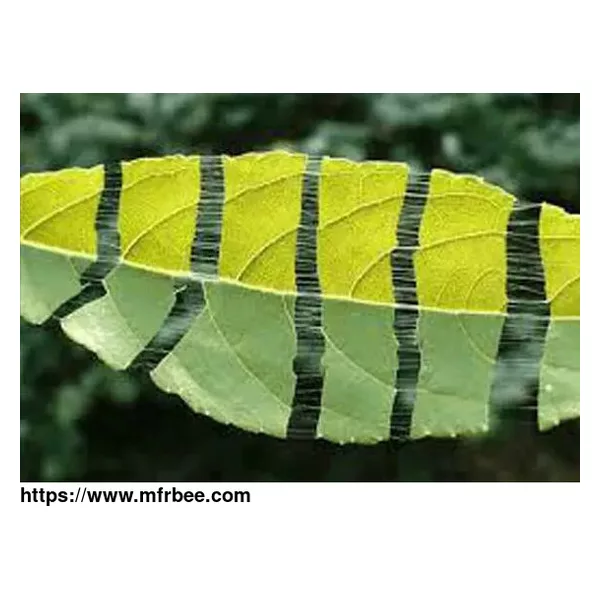 Eucommia Leaf Extract