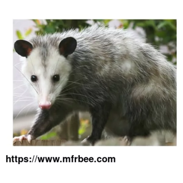 Possum Removal Hobart
