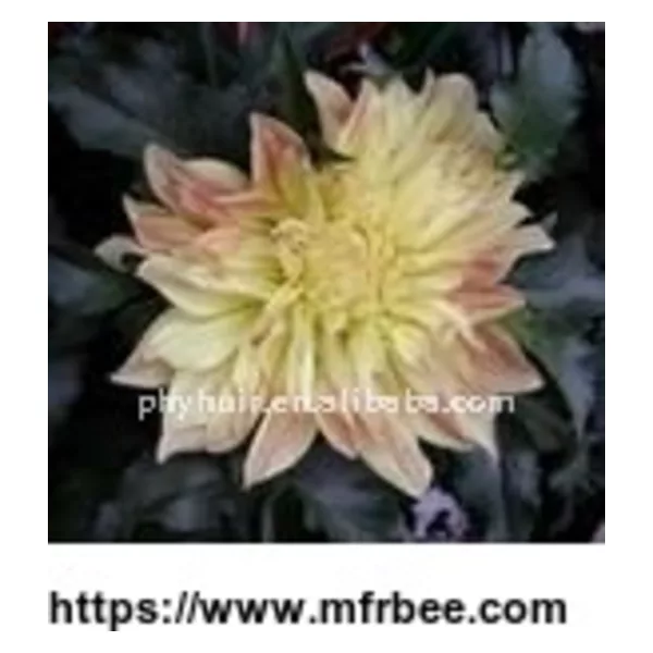Passiflora Flavones