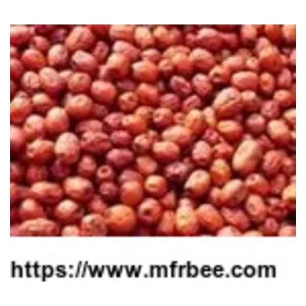 Ziziphus Jujube(P)