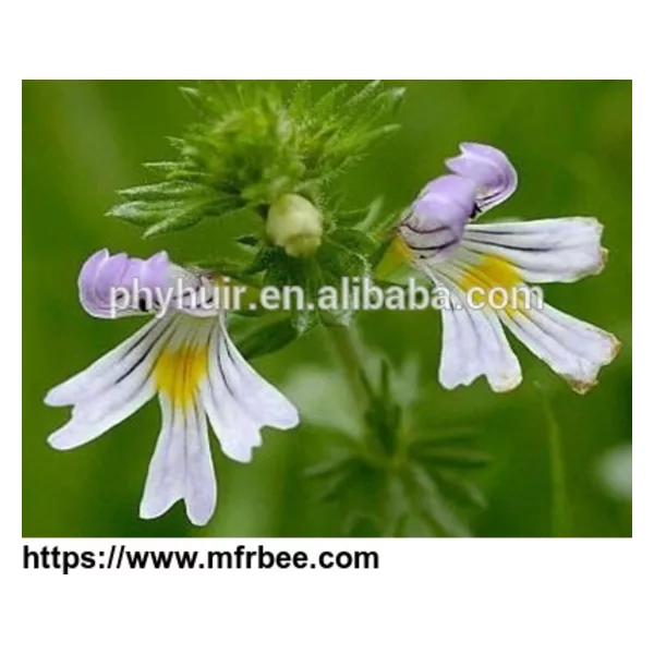 Eyebright extract