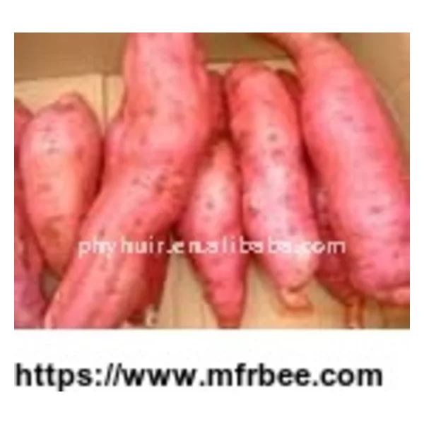 sweet potato extract
