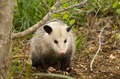Morris Possum Removal Adelaide