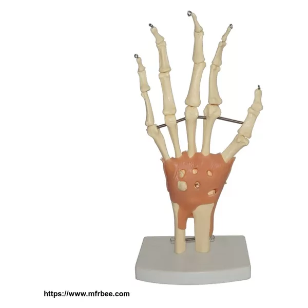 Human Anatomical Hand Joint Skeleton Model