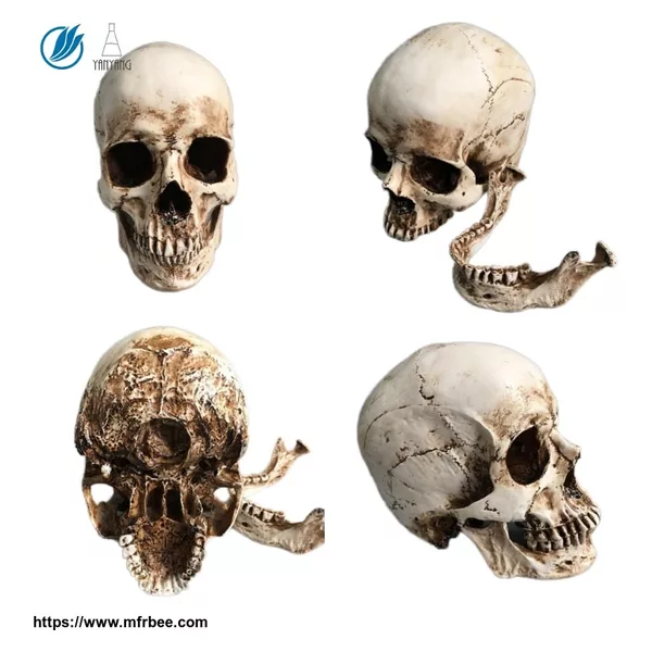 Life Size Human Head Skull Model